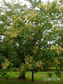 AIL