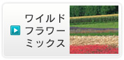 ワイルド フラワー ミックス