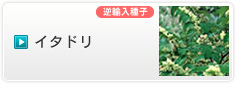 イタドリ