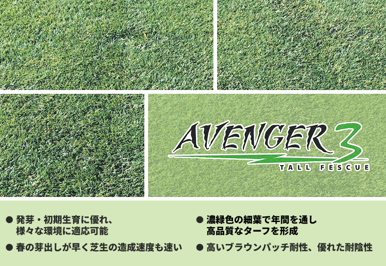 アベンジャー,アベンジャー2,トールフェスクの頂点。強く美しい最新品種品種,擦り切れ耐性,エンドファイト