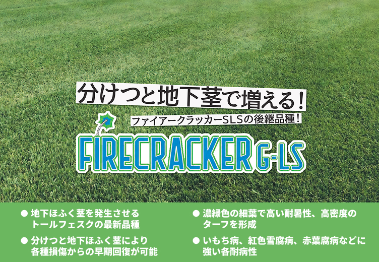 ファイアークラッカーG-LS,地下茎発生タイプのトールフェスク