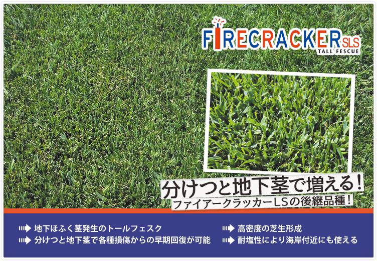 ファイアークラッカーSLS,地下茎発生タイプのトールフェスク