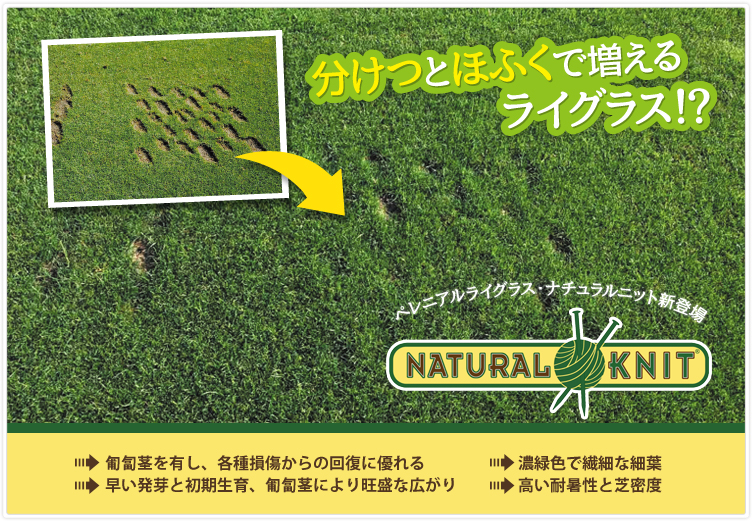 分けつとほふくで増えるライグラス,ナチュラルニット