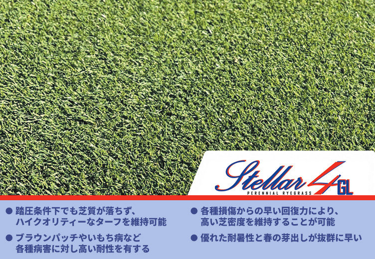 ステラー4GL,優れた耐暑性,各種病害抵抗性