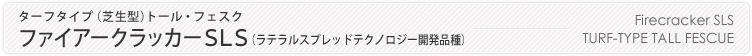 ファイアークラッカーSLS,地下茎発生タイプのトールフェスク